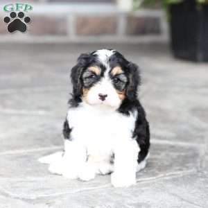 Shawn, Cavapoo Puppy